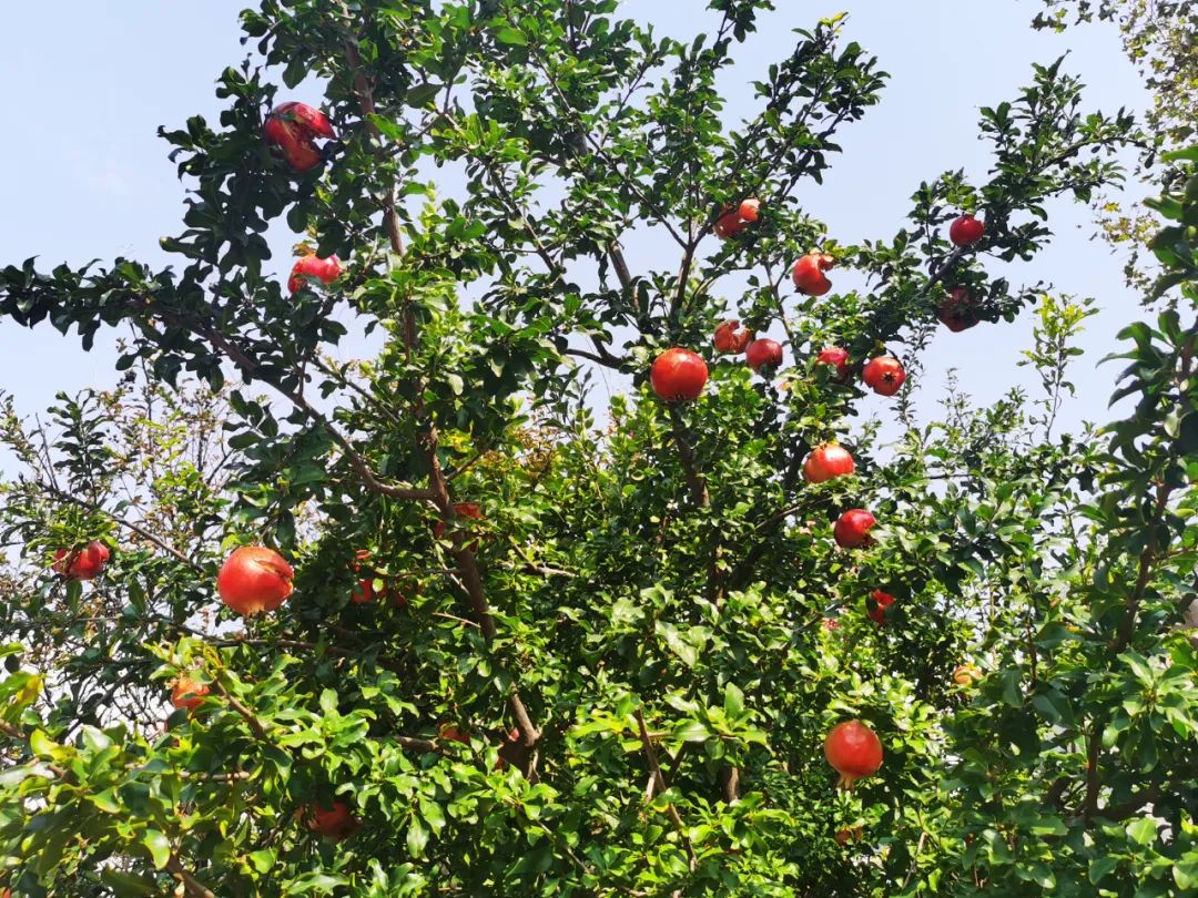 石榴熟了 石榴熟了