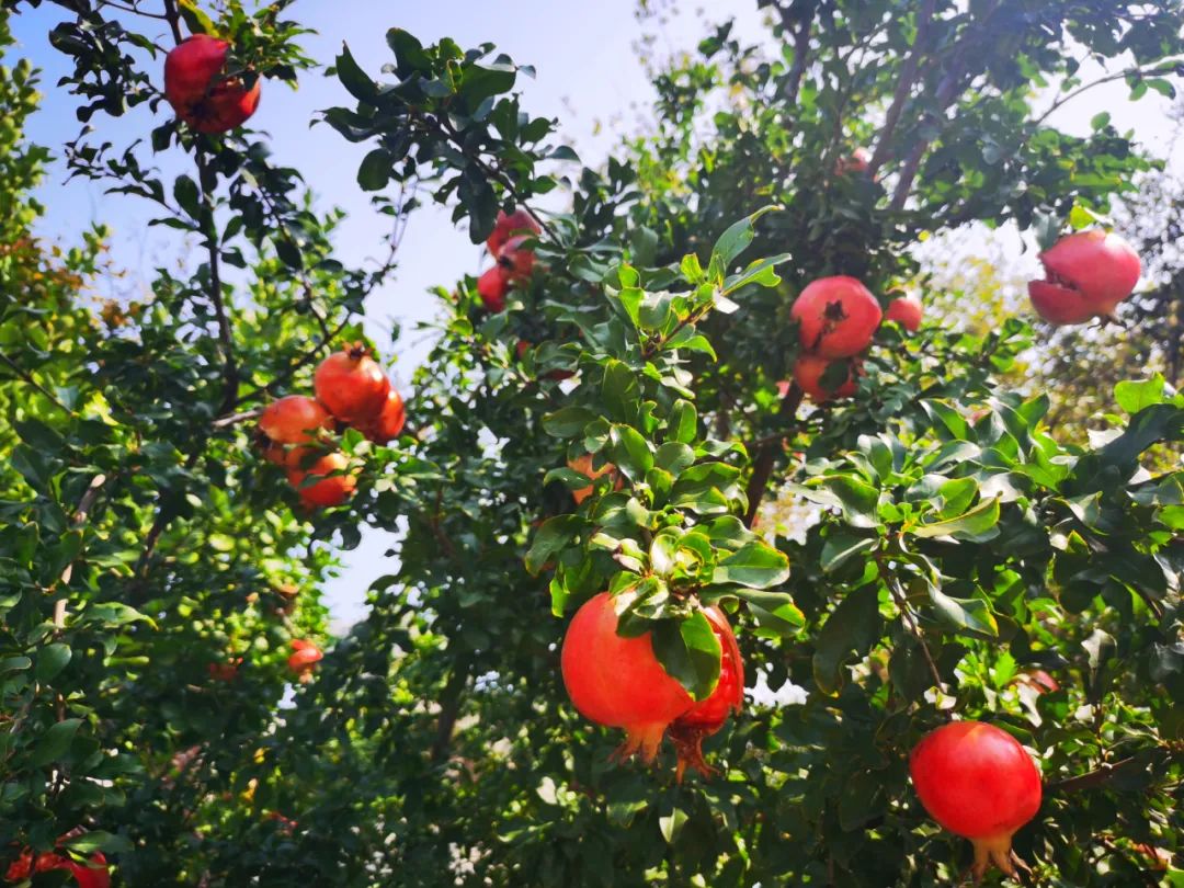 石榴熟了 石榴熟了