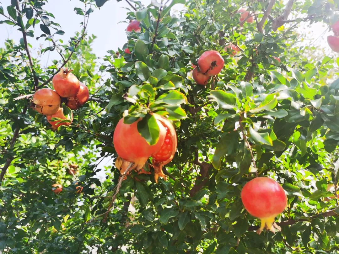 石榴熟了 石榴熟了