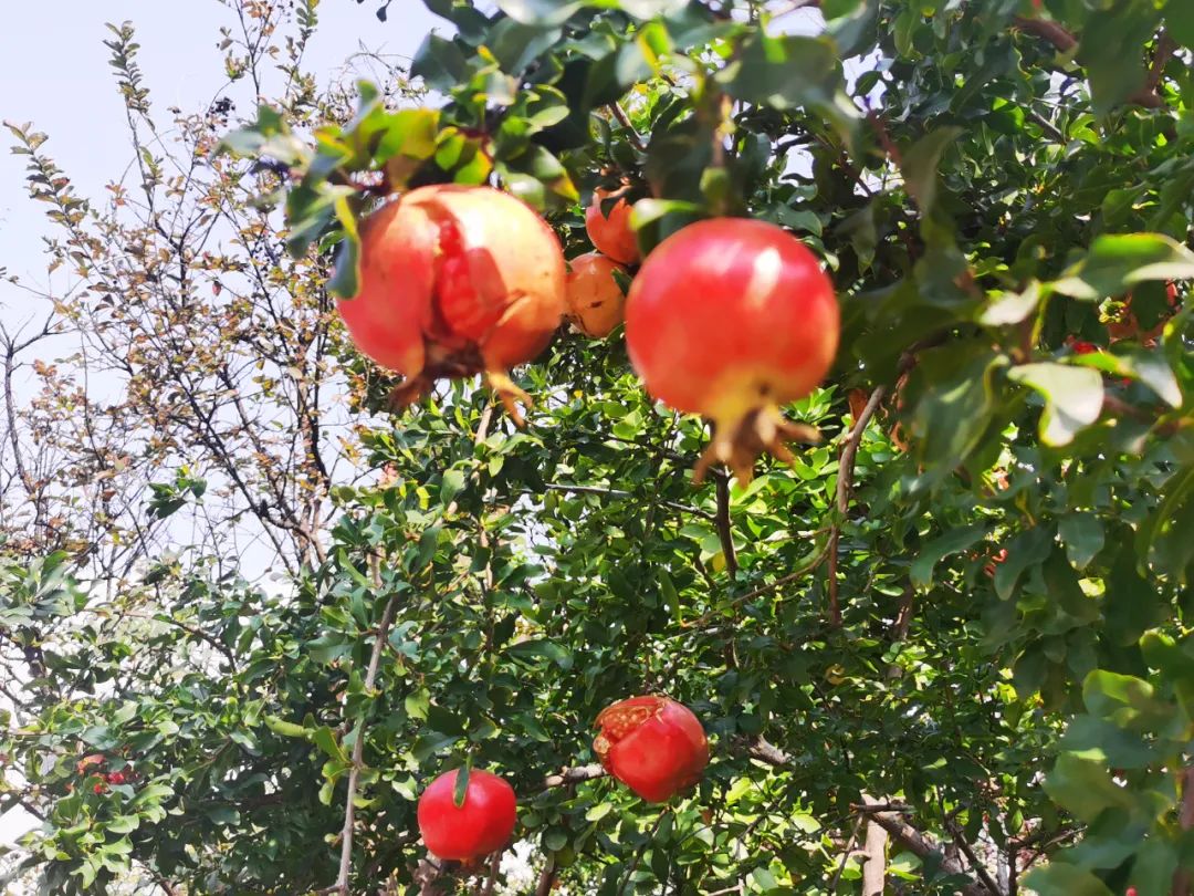 石榴熟了 石榴熟了