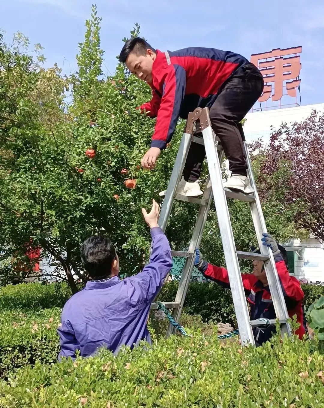 碩果累累 碩果累累