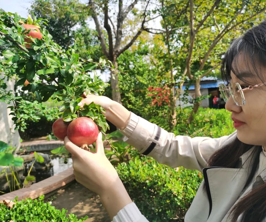 碩果累累 碩果累累