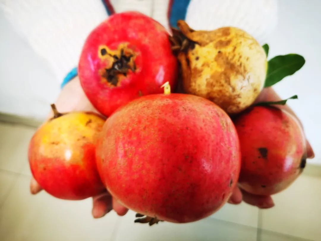 碩果累累 碩果累累