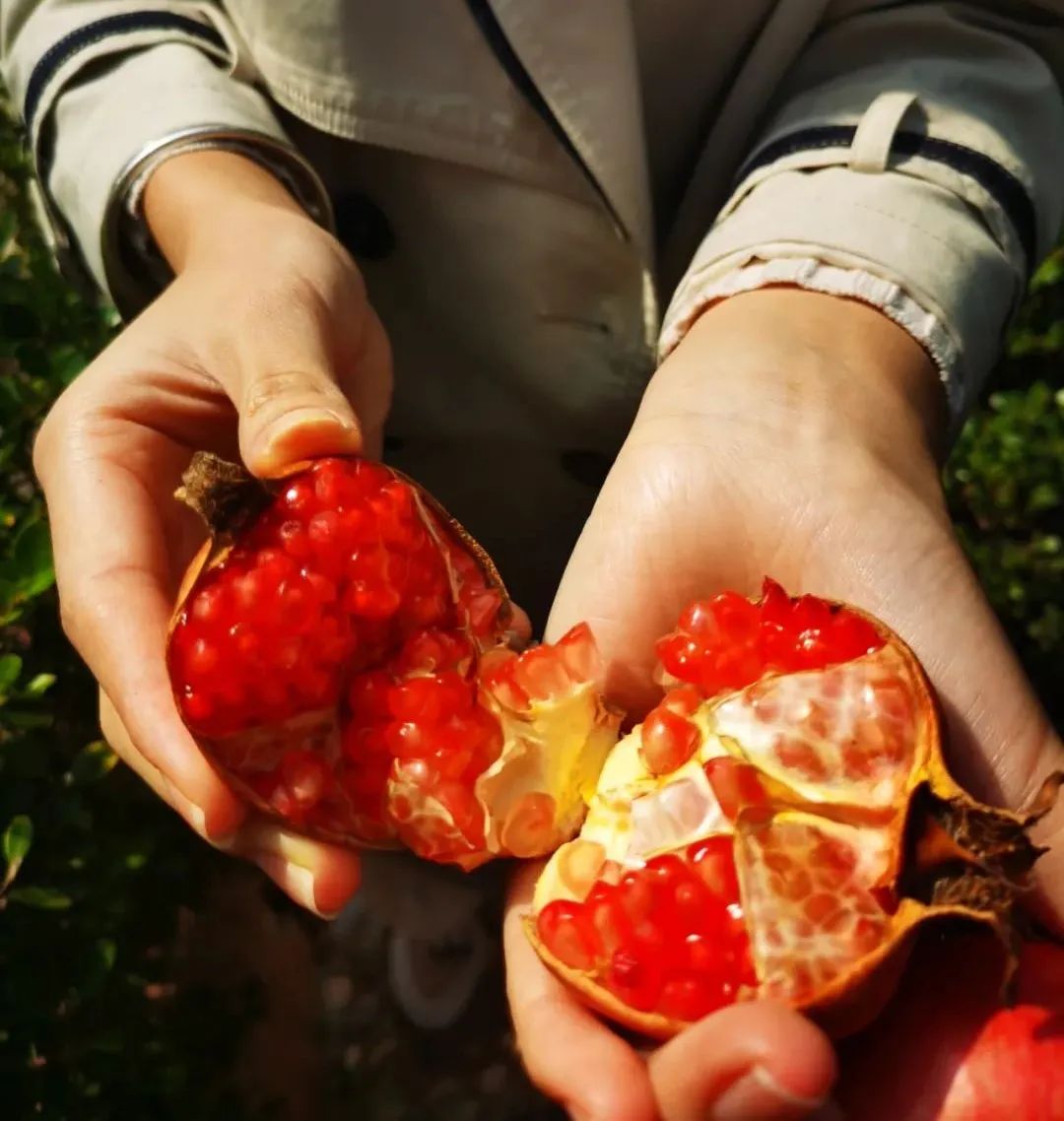 碩果累累 碩果累累