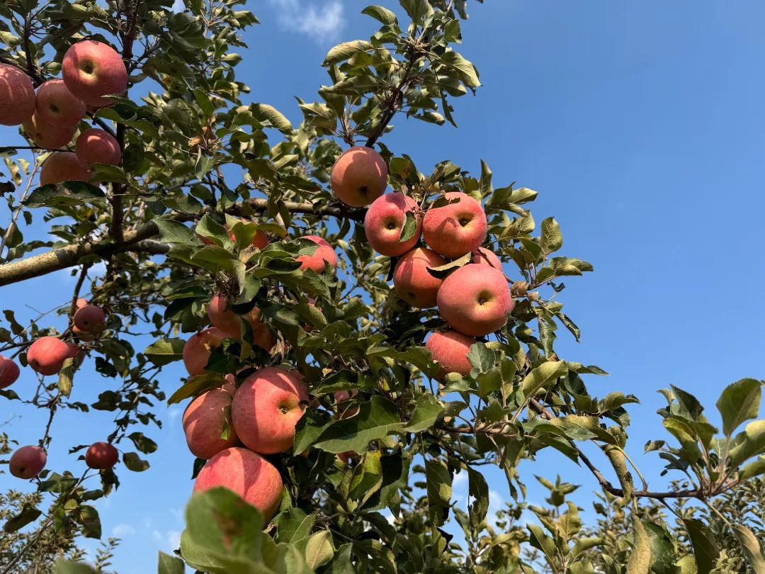 紅彤彤的蘋果掛滿枝頭