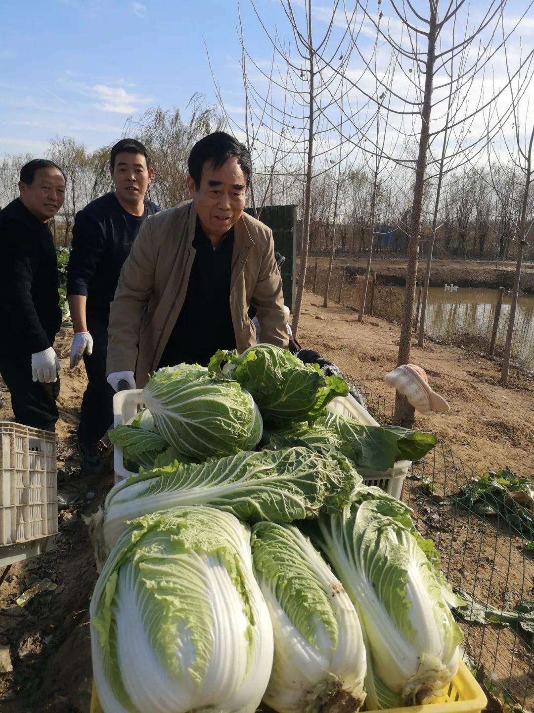 濟南益康總公司董事長王忠本帶領益康員工采收大白菜 濟南益康總公司董事長王忠本帶領益康員工采收大白菜