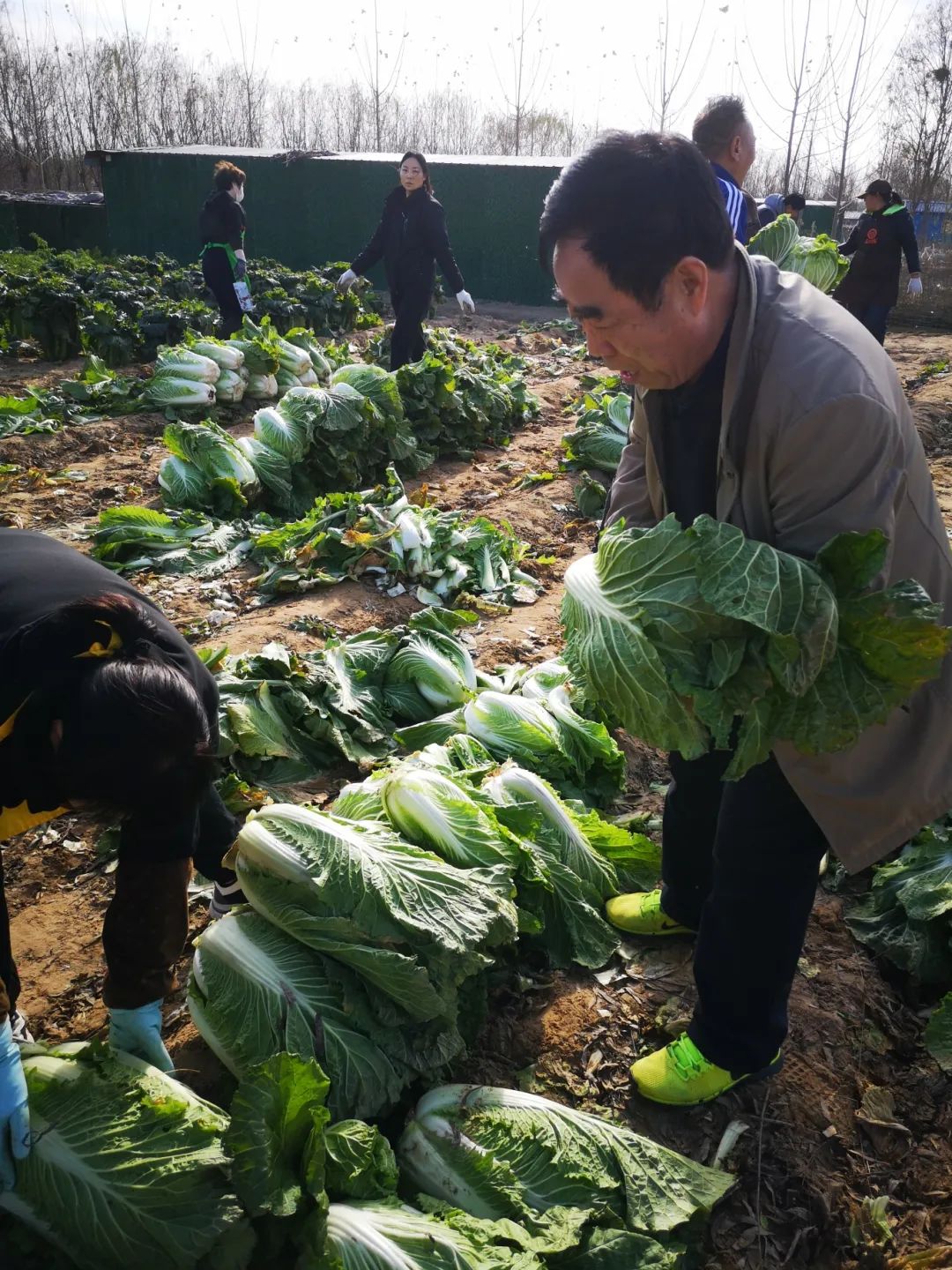 喜獲豐收 喜獲豐收