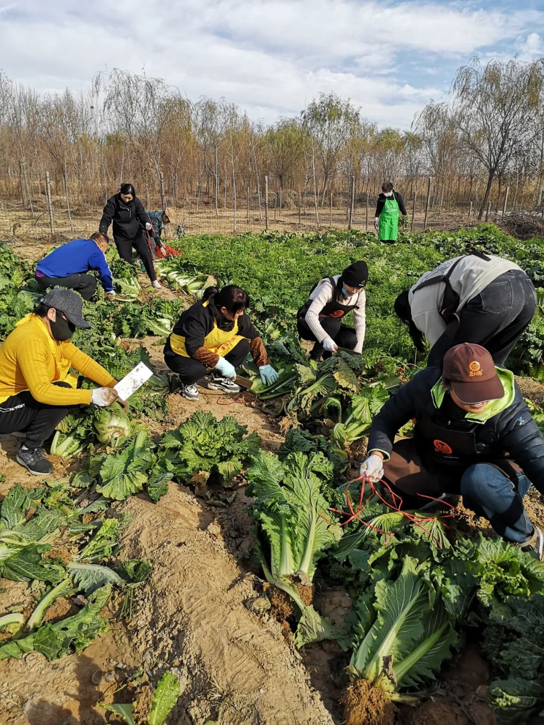 喜獲豐收 喜獲豐收