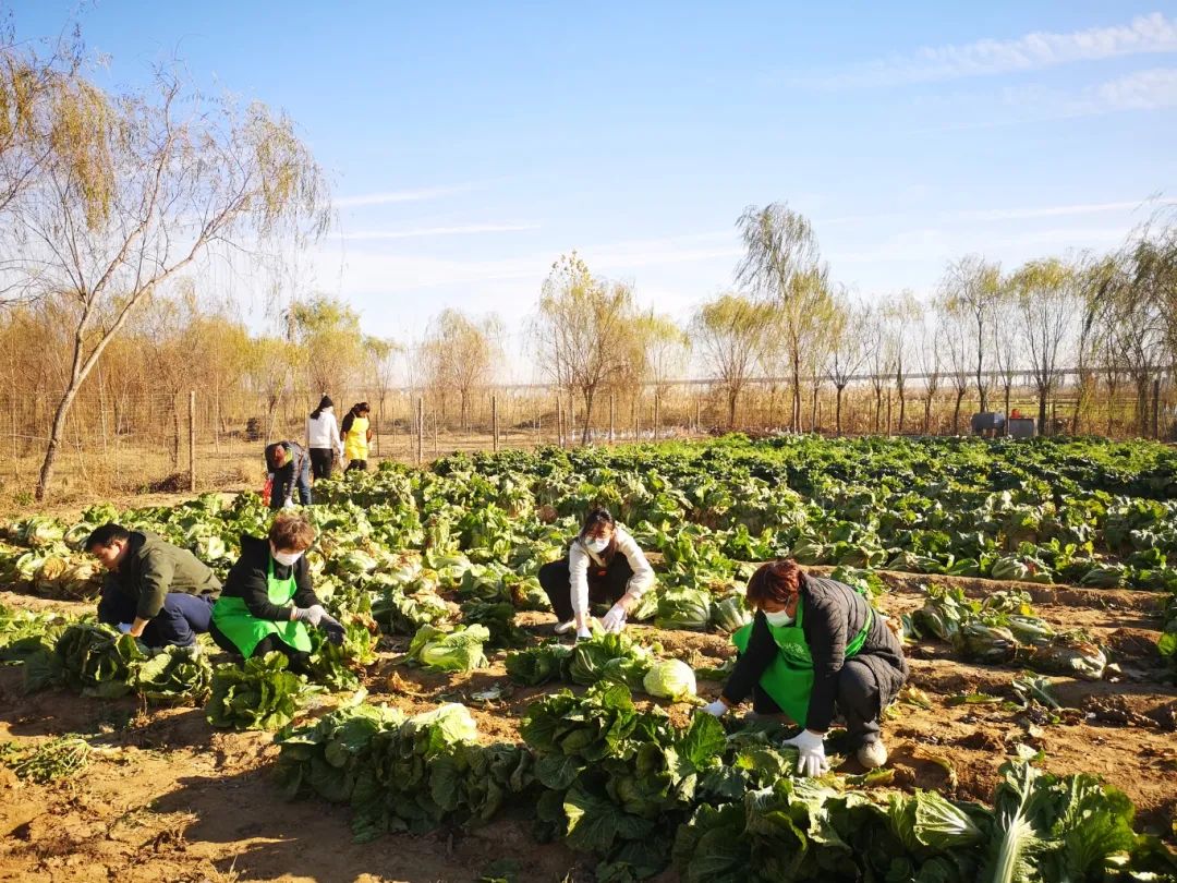 喜獲豐收 喜獲豐收