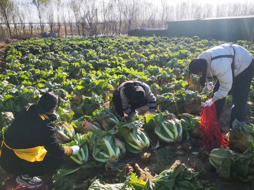 喜獲豐收 喜獲豐收