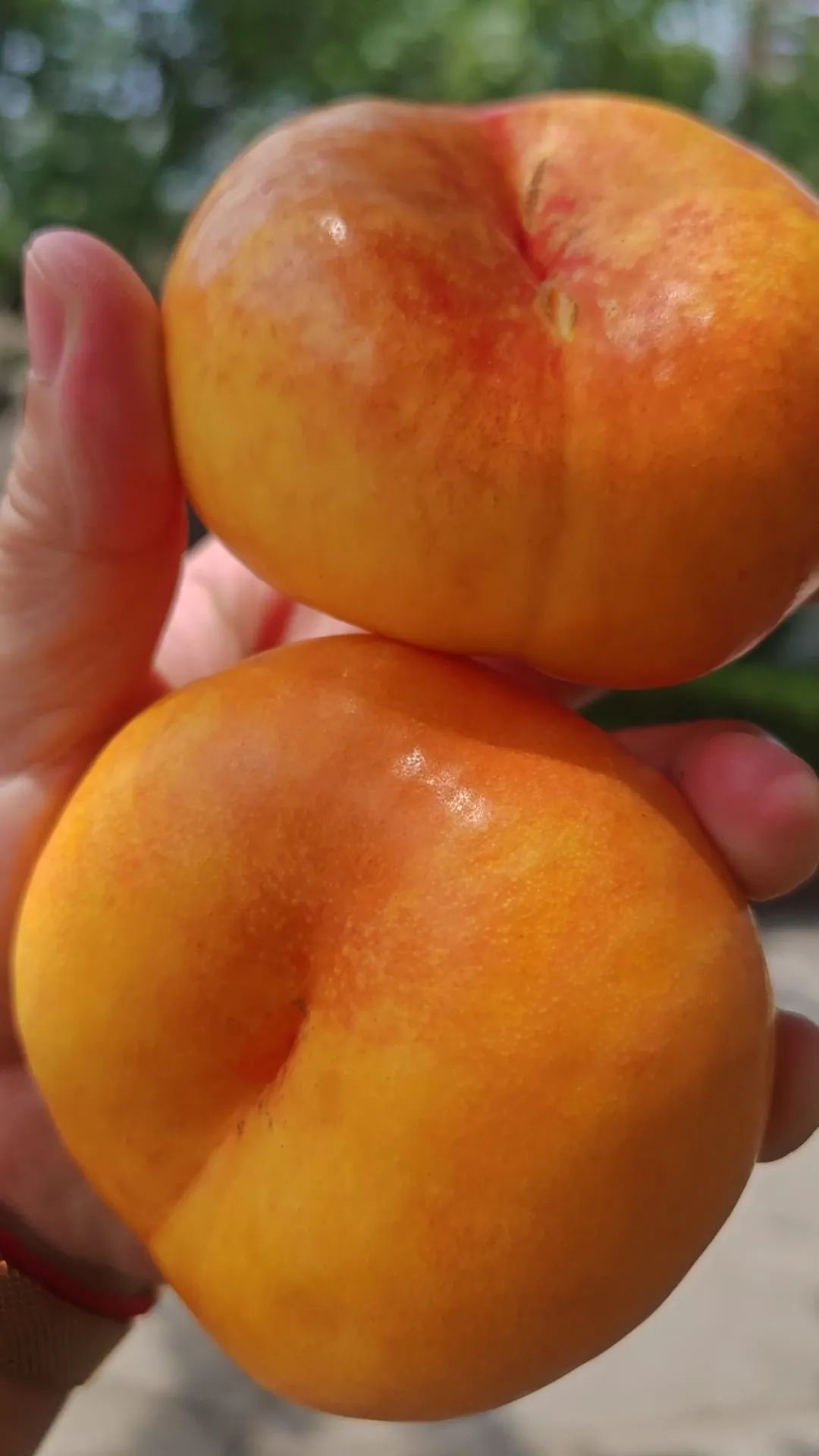 今夏福利桃香滿滿>>>>&ldquo;桃&rdquo;你歡喜！益康專屬&ldquo;桃&rdquo;好福利請(qǐng)查收