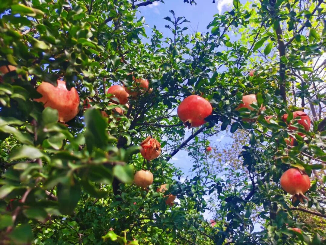 共享采摘樂趣，共慶豐收喜悅