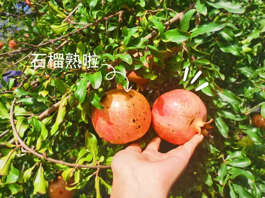 共享采摘樂趣，共慶豐收喜悅